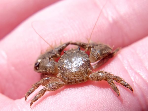 broad clawed porcelain crab