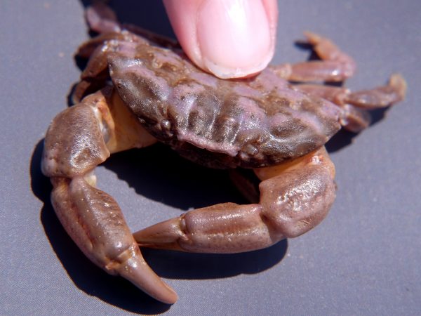 brown clawed furrowed crab