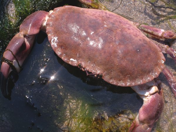 brown crab