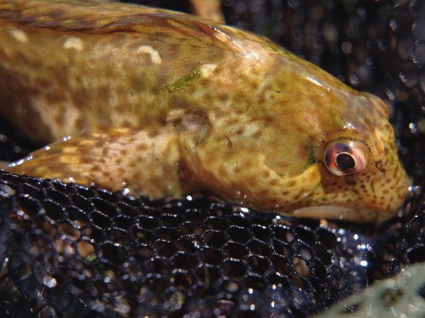 common blenny