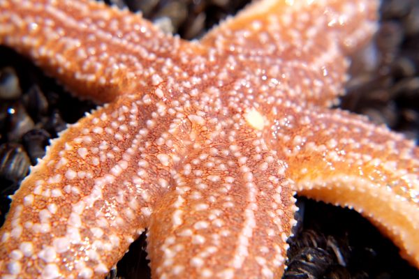 common starfish