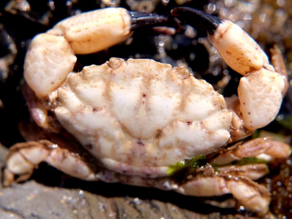 albino furrowed crab