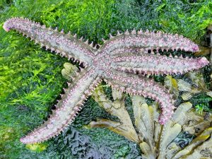 spiny starfish