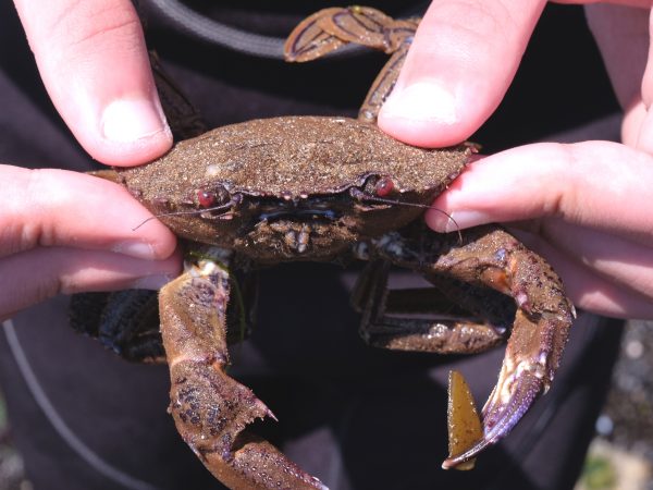 velvet swimming crab