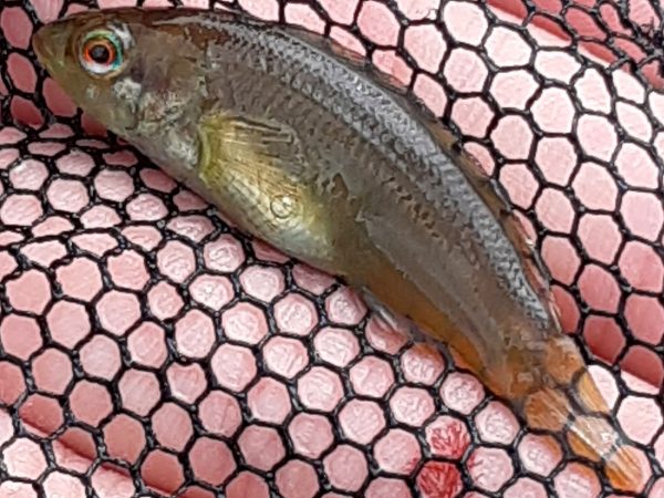 baby ballan wrasse