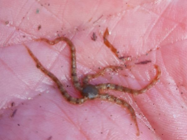 common brittle star