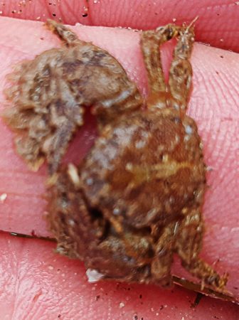 broad-clawed porcelain crab