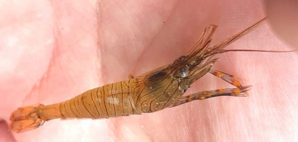 common prawn