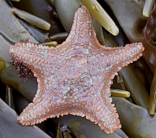 cushion starfish