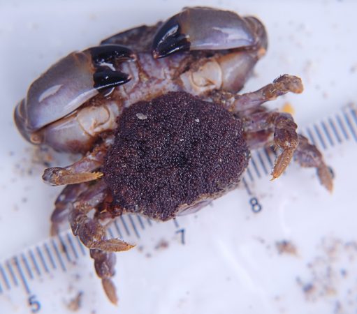 furrowed crab in berry