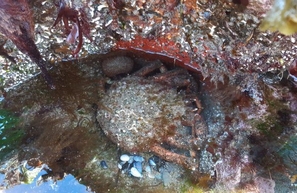 spider crab in rock-pool