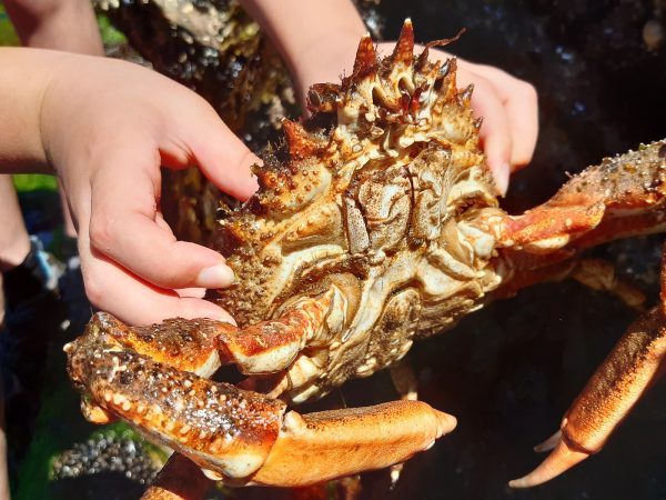 spider crab underside