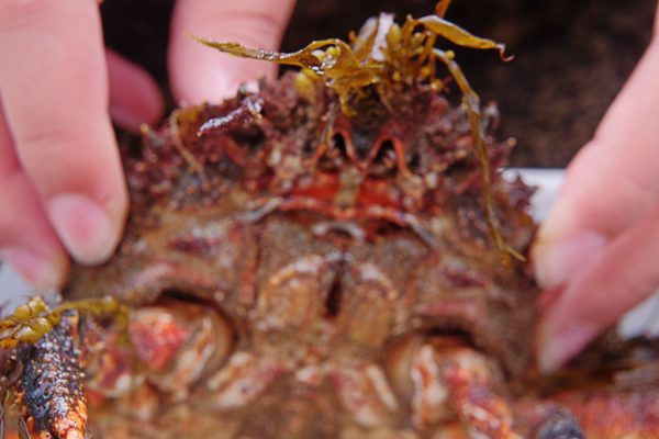 spider crab mouth