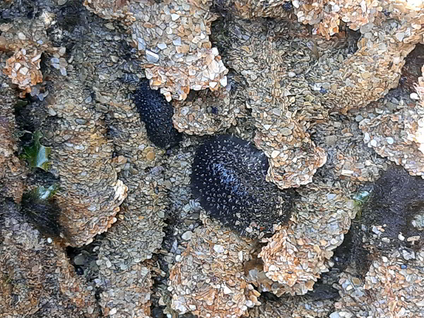 bude celtic sea slug