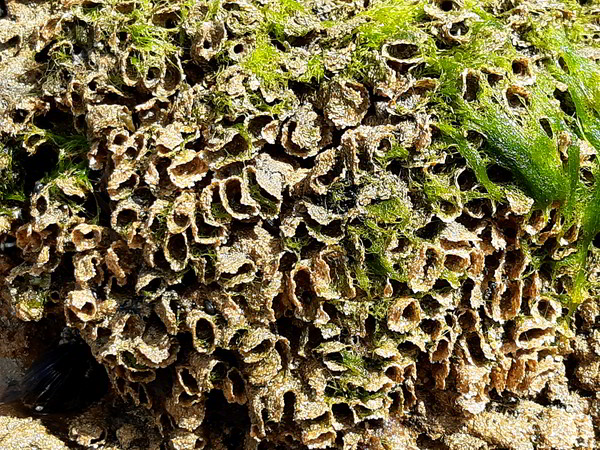 bude honeycomb worm