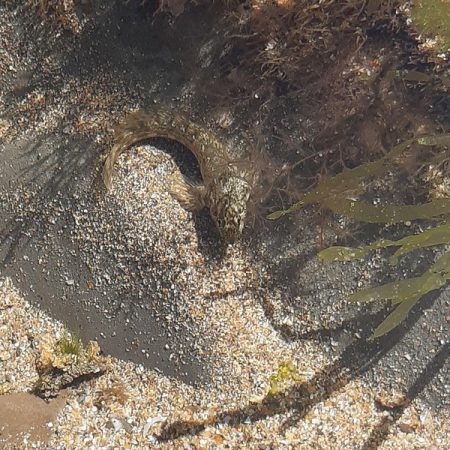 bude rock goby