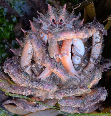 bude spider crab