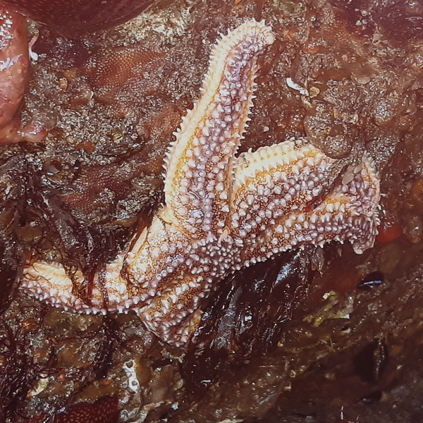 common starfish