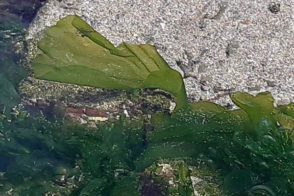 rockpool seaweeds sea lettuce