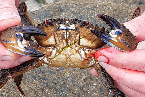 vicious velvet swimming crab