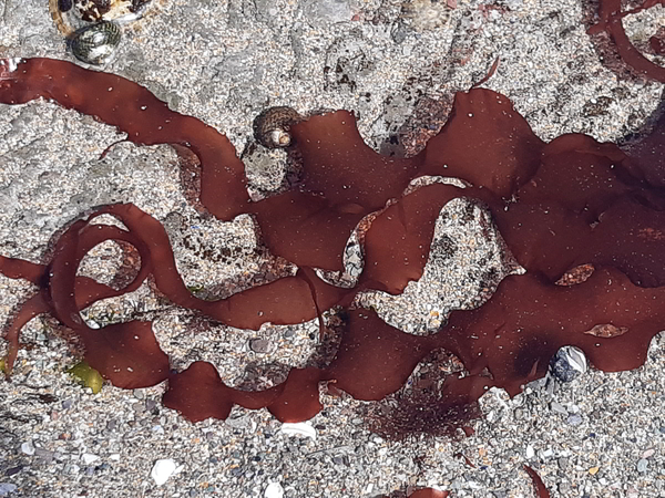 rockpool seaweeds dulse