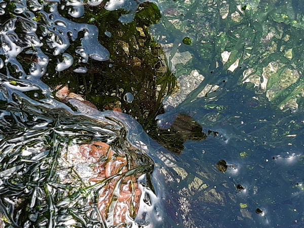 rockpool seaweeds gutter weed