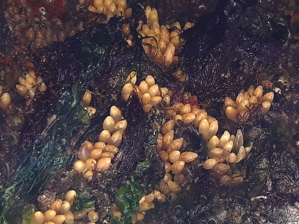 whelk eggs