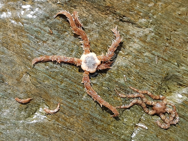 wyscombe beach brittle star