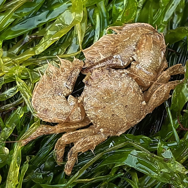 wyscombe beach broad clawed porcelain crab