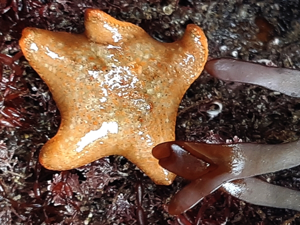 wyscombe beach cushion star