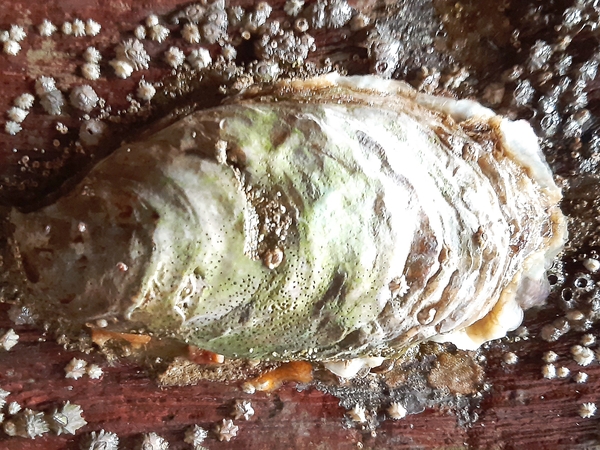 wyscombe beach oyster