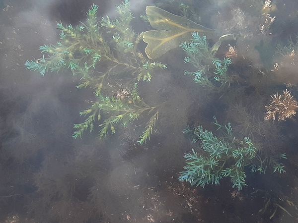 wyscombe beach rainbow wrack