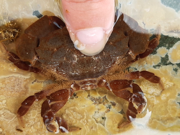 wyscombe beach risso's crab