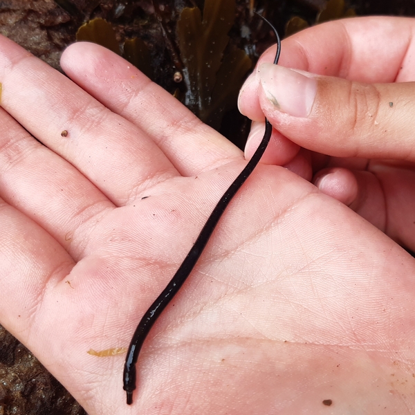 wyscombe beach worm pipefish