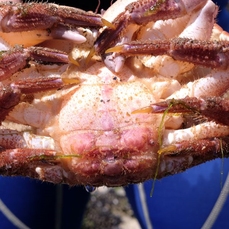 brown crab underside
