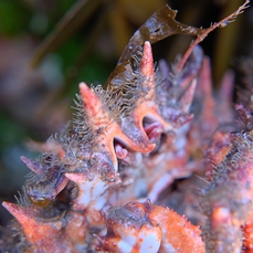 bude spider crab close up