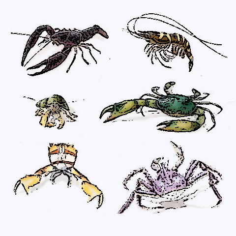 decapods