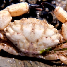 furrowed crab