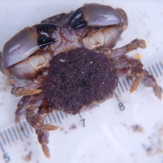 furrowed crab in berry