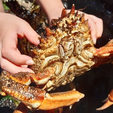 common spider crab