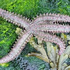 spiny starfish