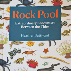 rock pool heather buttivant