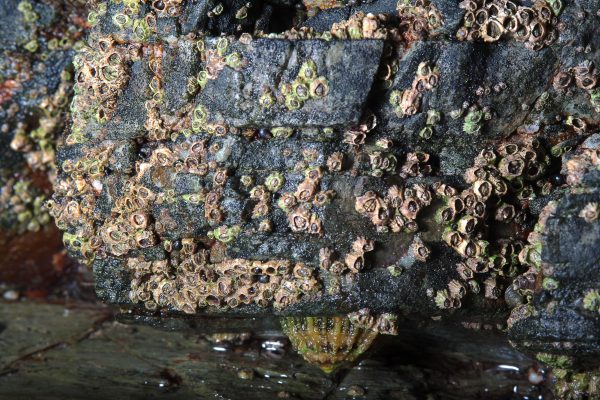 various acorn barnacles