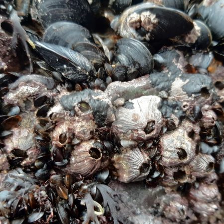 volcano barnacles