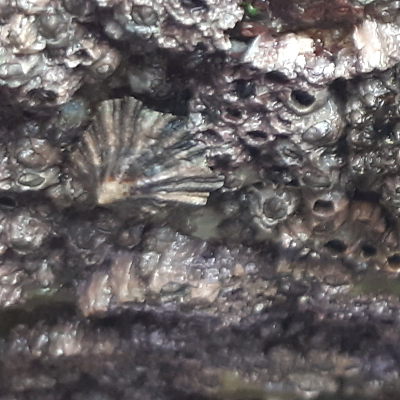 black-footed limpet