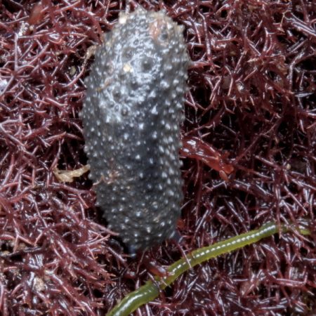 celtic sea slug