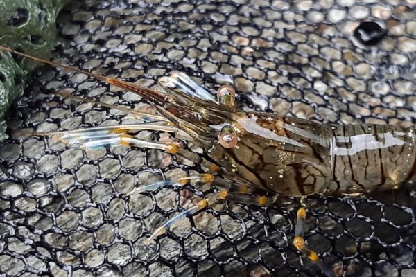 common prawn
