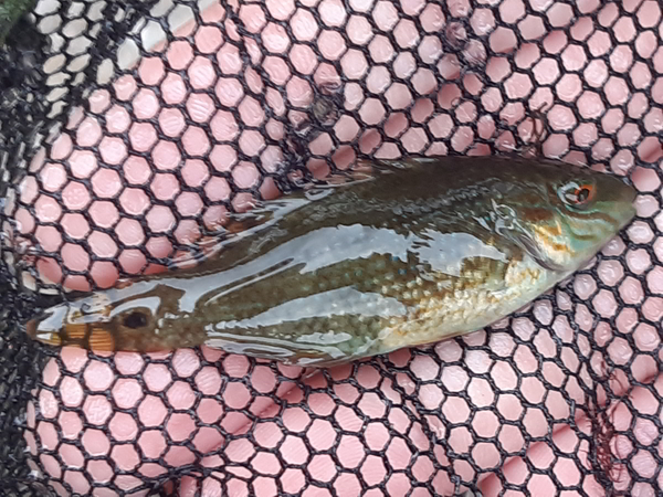 small corkwing wrasse