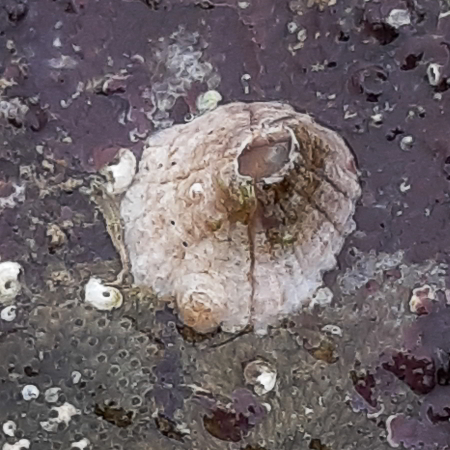 portwrinkle barnacle