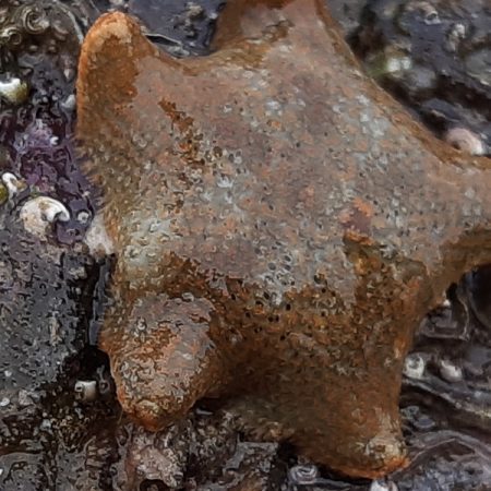 portwrinkle cushion star